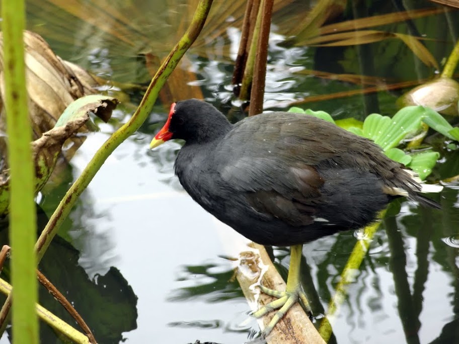 Costa neoRomantica: Сингапур,Малайзия,Таиланд, Шри-Ланка, Индия, Мальдивы,Сейшелы,Маврикий