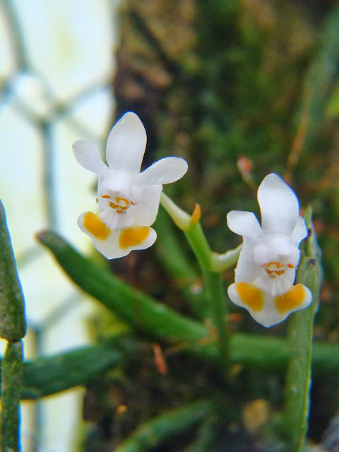 Phalaenopsis thailandica  DSC00341