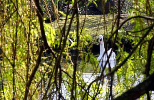 Pagan Eye Swan On A Pond
