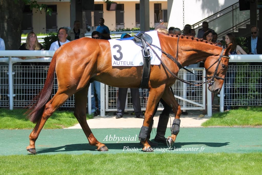 Photos Auteuil 8-06-2014  IMG_1616