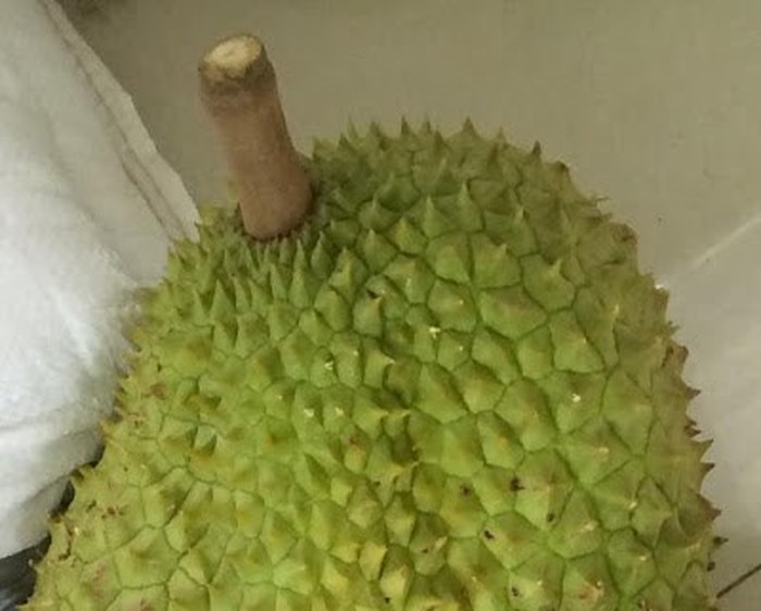 Cuống quả sầu riêng