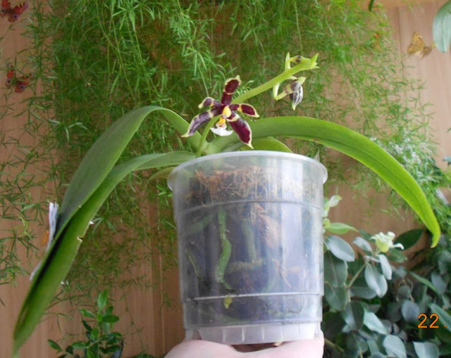 Phalaenopsis mannii DSCN1605