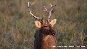 The proud antlers of this Male Swamp Deer (Barasingha)