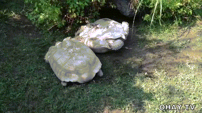 Tuyệt vời chú rùa giúp bạn bị lật ngửa
