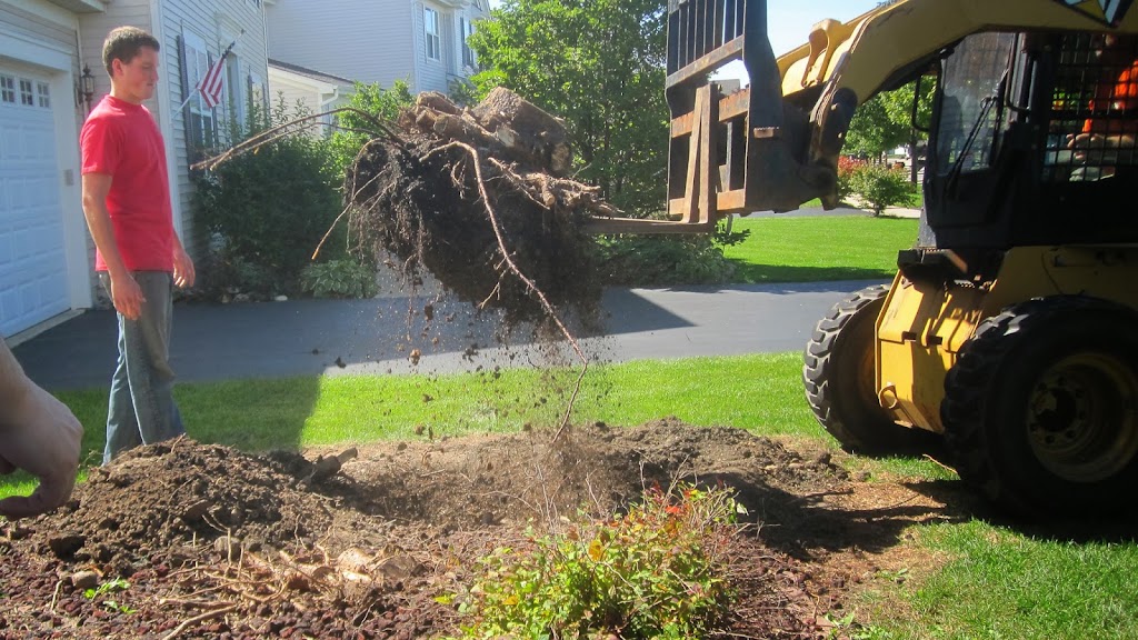 Evergreen tree root removal