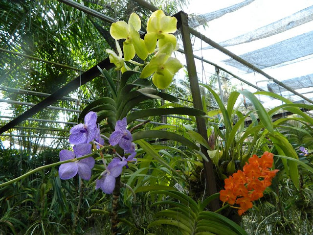 Орхидеи и прочая красота на о. Пхукет - Страница 16 DSCN0116