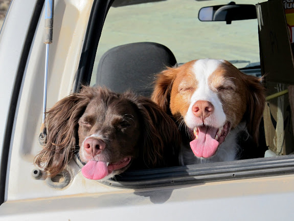 Boulder and Torrey hanging out in the back of the Jeep