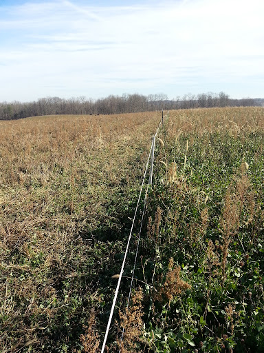 Grazing the cover crop of clover, time to switch the cows to the other side of the temporary fence!