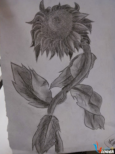 Hình Vẽ Hoa Hướng Dương Bằng Bút Chì - Sunflower Pencil