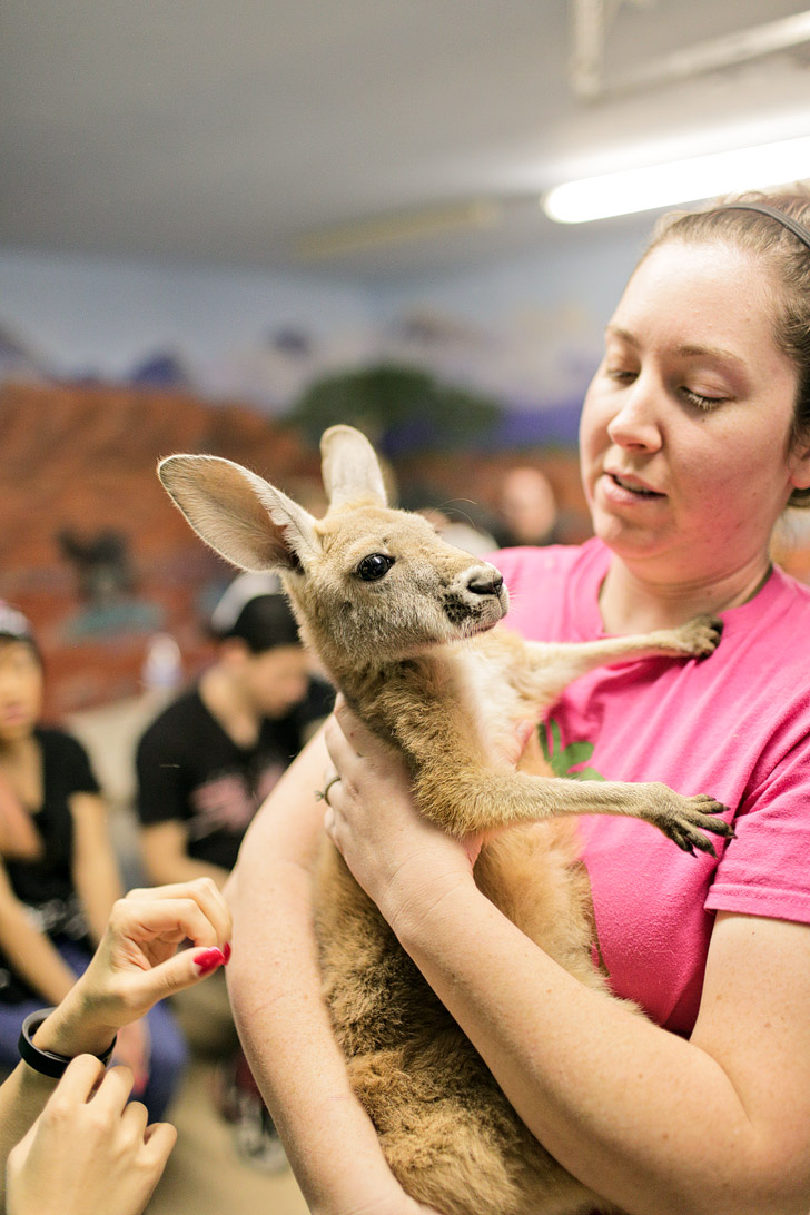 Baby Kangaroos.