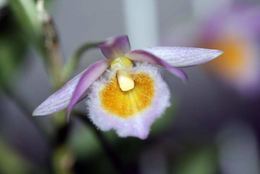 Dendrobium loddigesii Photo