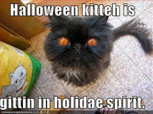 2Nd Annual 31 Days Of Halloween Kitties Day 2