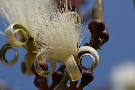 tree leaves bottle brown brush flower bottle brush