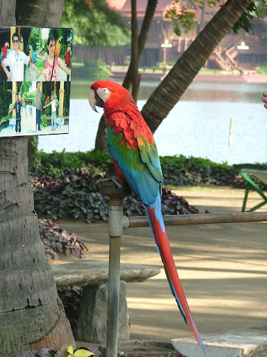 Bangkok. Mercado flotante y Jardín de las rosas - Lo mejor de Tailandia y playas. (11)