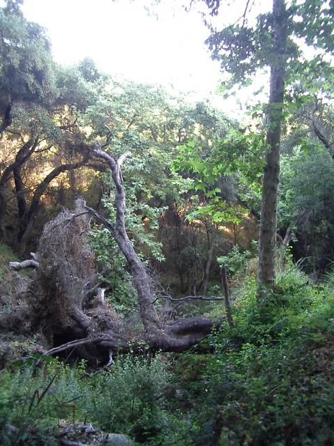trees along the trail