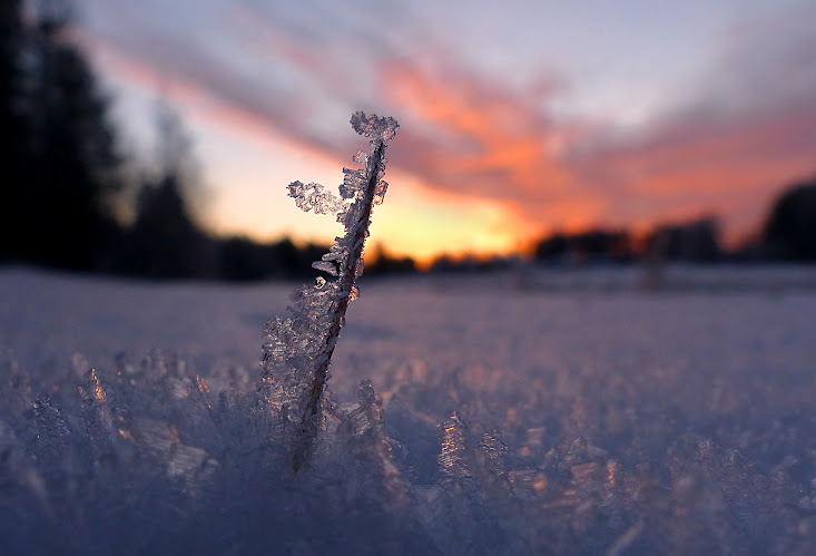 herbe+givre+heilinharju+091.JPG