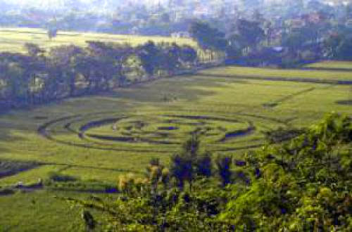 Indonesian Rice Crop Circle First One Of 2011