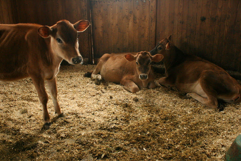 Jersey Calves, Hillside Farms Shavertown PA