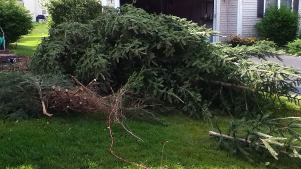 Fallen evergreen tree