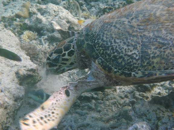 Blog de voyage-en-famille : Voyages en famille, Pulau Besar, Snorkelling