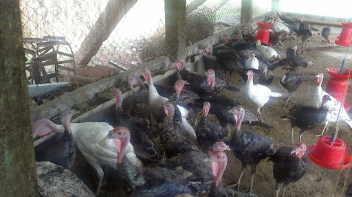 Appa Farm, Melapatti Village, Melapatti Post, Singampunari,, Thirupathur Taluk, Sivagangai, Tamil Nadu 630502, India, Poultry_Farm, state TN