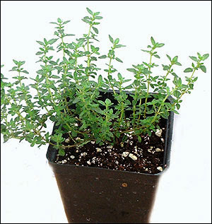 những loại cây chữa bệnh