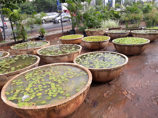Sri Satyanarayan Nursery Gardens, 8-2-293/82/A/D, Road No. 1, Jubilee Hills Check Post, Beside Chiranjeevi Eye & Blood Bank, Hyderabad, Telangana 500033, India, Plant_Nursery, state TS