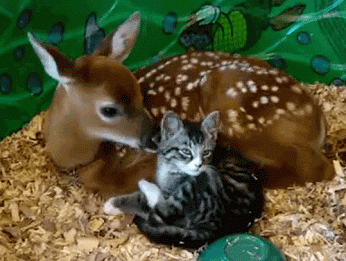 003-funny-animal-gifs-deer-and-kitten.gi