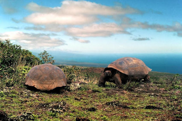 Animals - Galapagos Island Seen On www.coolpicturegallery.us