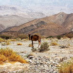Oman - pierwszy wielbłąd