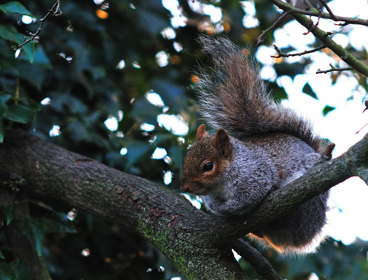 squirrel%252520119.JPG