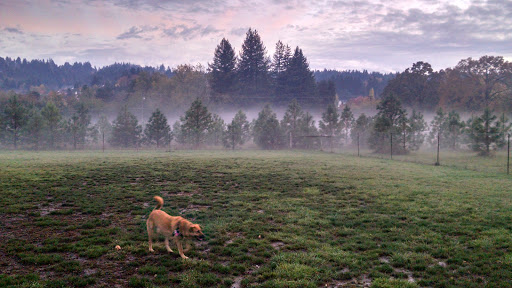 Dog Park «Hazeldale Park/ Dog park», reviews and photos, SW Farmington Rd, Aloha, OR 97007, USA