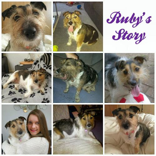 Lifestyle Ruby Story A Rescue Dog