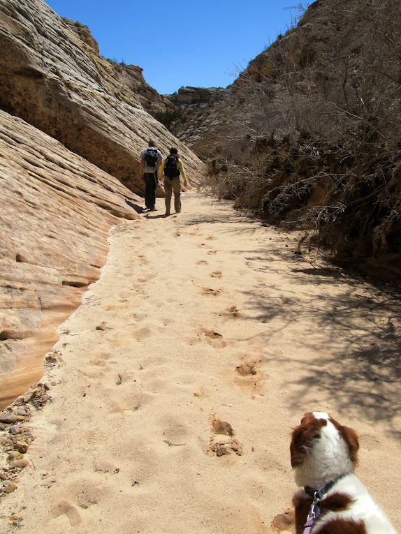 Starting down Eardley Canyon after Red Draw joined up