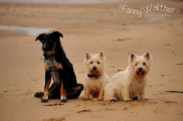 Les trois loups DSC_3558