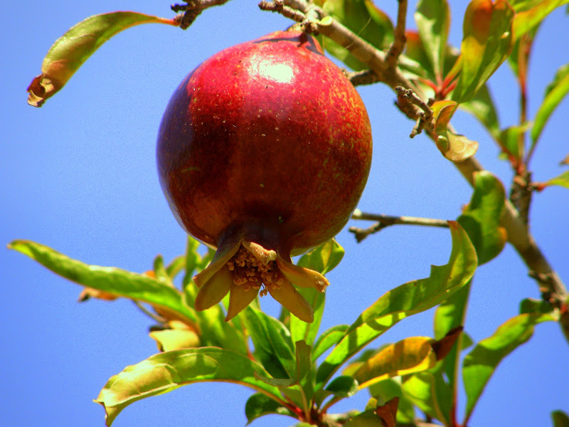 Плоды чудо дерево сканворд 5. Яблоко и гранат. Граната яблоко США. Плоды граната на солнышке. Гранат яблоко раздора.