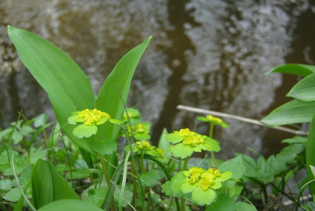 Śledziennica skrętolistna, Chrysosplenium alternifolium