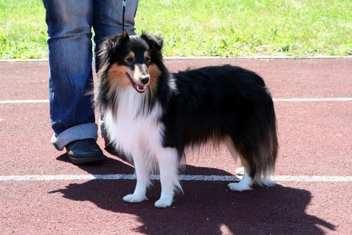 Sheltie