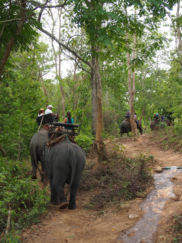 Por Tierras de Siam - Blogs de Tailandia - Chiang Mai - Tiger Kingdom / Maetaeng Elephant Park/ Wat Doi Suthep (20)