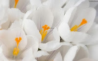 white theme flowers