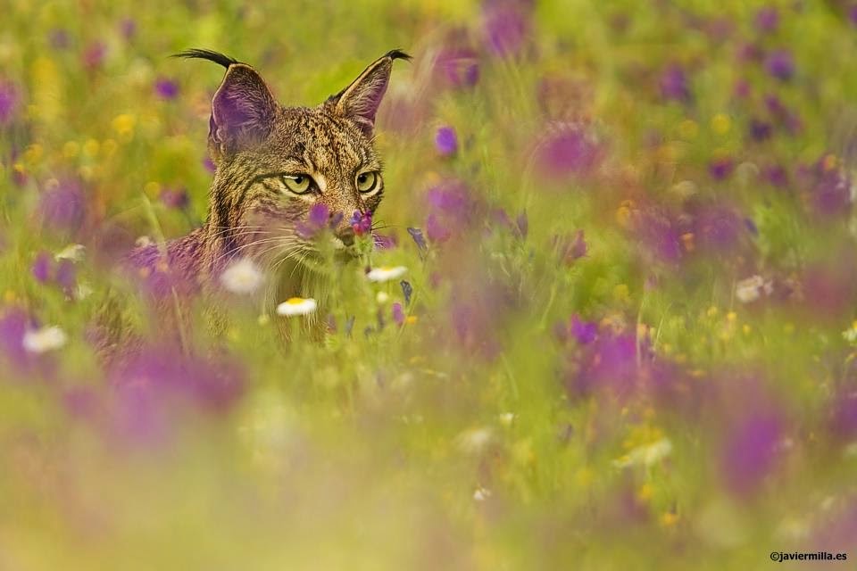 fotografos de naturaleza