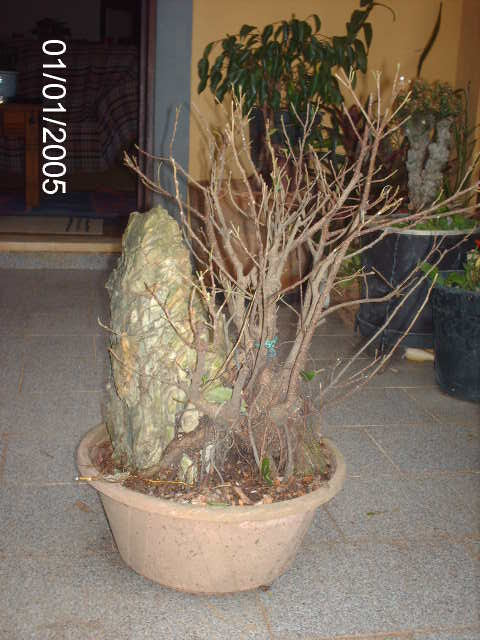 Ficus Microcarpa Começando... PICT1004