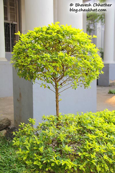 A bush in the garden of St. Mary’s Church, Pune