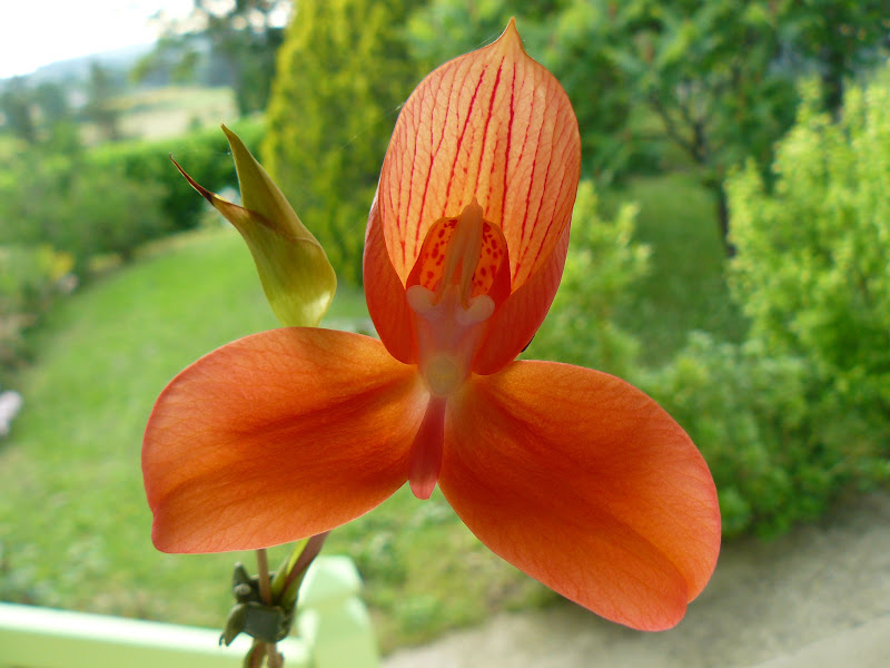 Disa uniflora P1030523