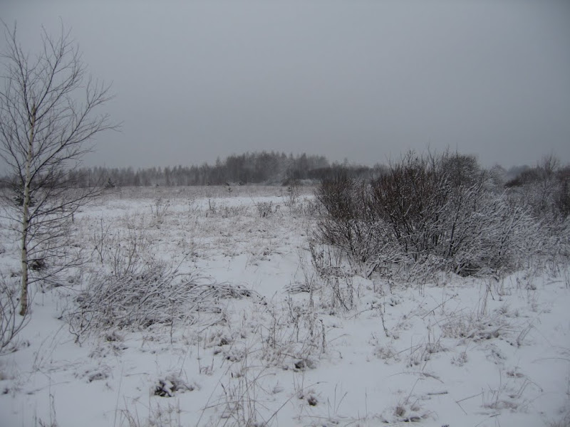 Зимний лесной снайпинг 2012