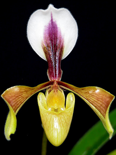 Paphiopedilum villosum und seine Varietäten DSCN0091