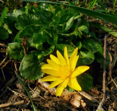 Lesser celandine