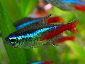 neon tetra ikan hias air tawar Jenis jenis ikan hias air tawar yang banyak diminati di Indonesia