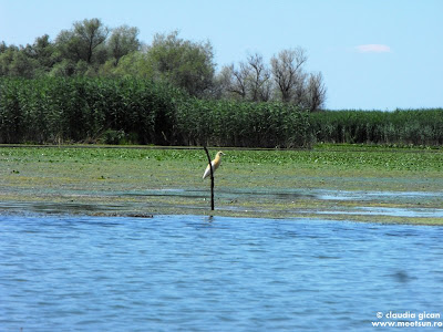 pasari din delta: stârcii galbeni