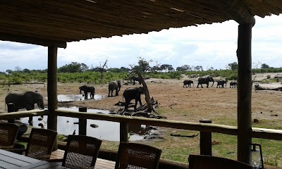 Photos of Savute Safari Lodge